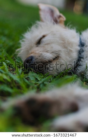 dog sleeping peacefully on the grass in a park