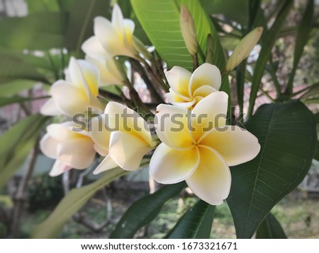 Plumeria flowers that are white and yellow in the garden.