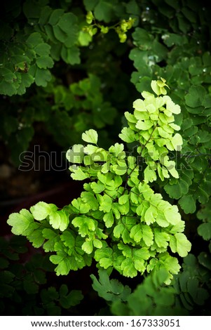 natural background of Southern maidenhair fern with vignette