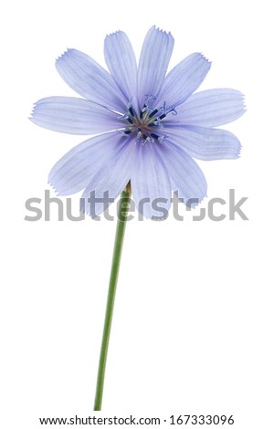 wild chicory flower on a white background 