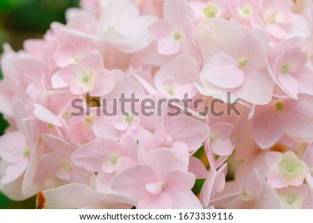 Spring border background with pink Flower