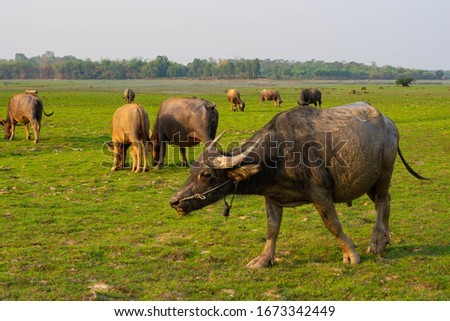 A group of Asian buffalo are feeding on the green fields in the evening.
