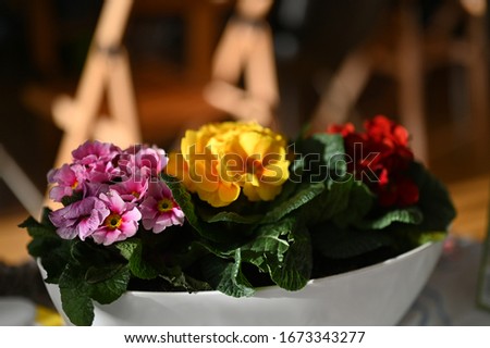 spring red, yellow and rose flowers indoor 