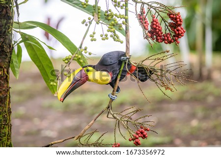 Yellow throated toucan closeup portrait eating fruit of a Palm tree in famous Tortuguero national park Costa Rica