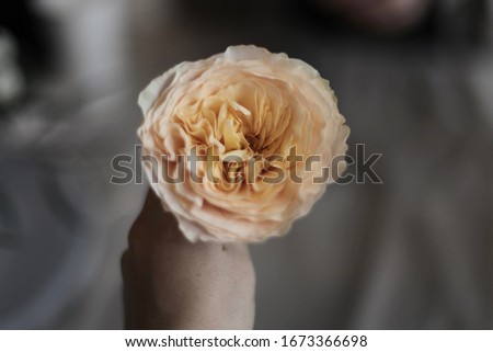This picture is set in a flower.