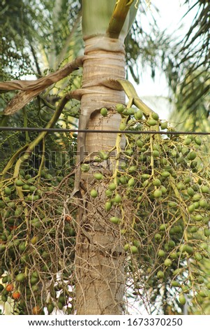 The Arecaceae are a botanical family of perennial flowering plants in the monocot order Arecales.