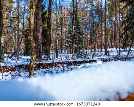 beautiful and snowy forest in sunny weather