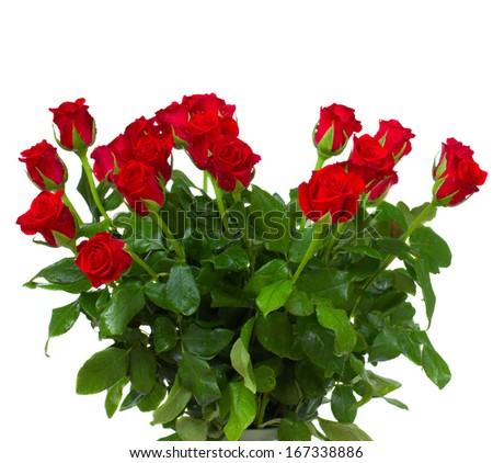 bouquet of red roses in vase  isolated on white background