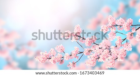Horizontal banner with sakura flowers of pink color on sunny backdrop. Beautiful nature spring background with a branch of blooming sakura. Copy space for text Royalty-Free Stock Photo #1673403469