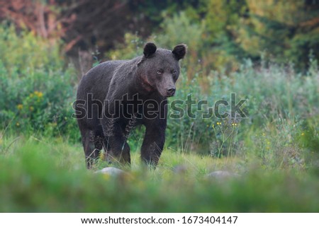 Wild Brown Bear (Ursus arctos) . Natural habitat. 