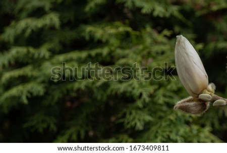 Selective focus close up of white magnolia bud and green background at Priest Point Park in Olympia, Washington 