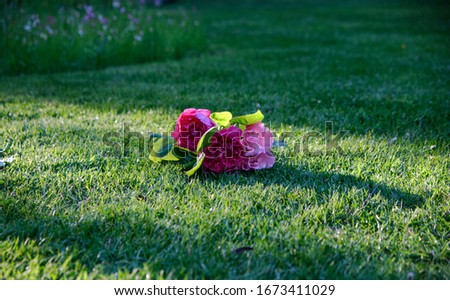 Beautiful pink roses on the green park grass. 