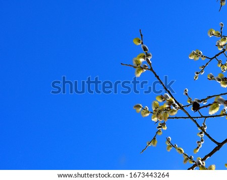 Ideal for a greeting card. Picture of a goat willow, Salix Caprea, blooming early march. Left space for writing.