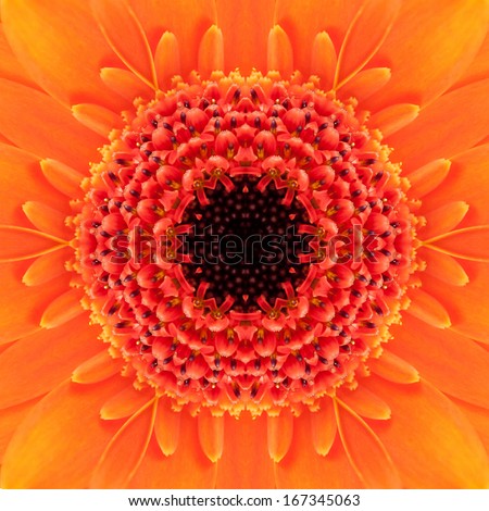 Orange Concentric Flower Center Macro Close-up. Mandala Kaleidoscopic design