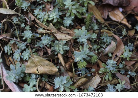 Natural background. Succulent plants and dry leafs. 