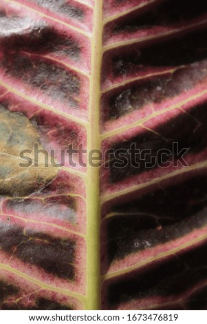 Natural texture. Leaf pattern close up.  