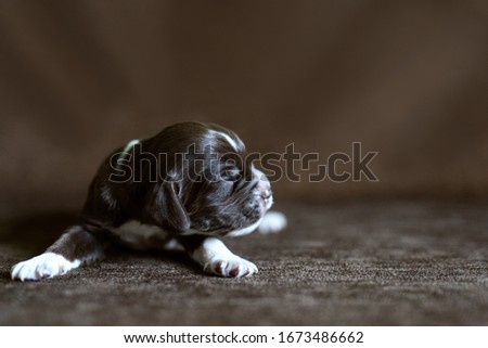 Newborn chocolate puppy sleeps on a horizontal brown background. high quality photo with place for signature