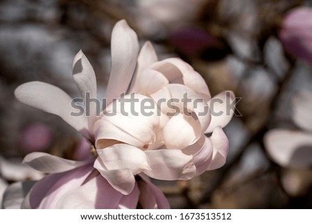Pink spring magnolia blossoms close up macro