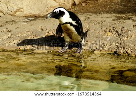 Penguin near water walking around