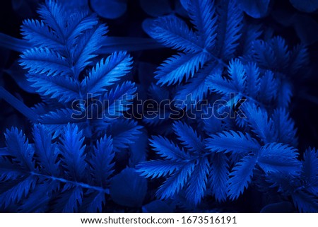 Creative Blue Neon Leaves. Trend of the year 2020. Top view. Flat lay. Nature background.