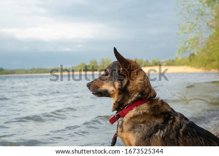 serious little dog sits on the lake and looks into the distance