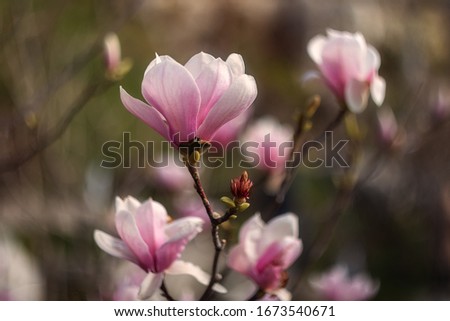 Beautiful pink Magnolia soulangeana flowers on a tree. In the spring garden, Magnolia blooms. Blooming Magnolia, Tulip Tree. Magnolia soulangeana close-up, spring background.