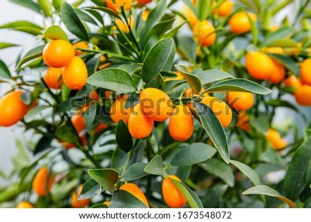 Fortunella margarita Kumquats ( cumquats )  foliage and fruits on kumquat  tree. Many ripe kumquat  fruits  Royalty-Free Stock Photo #1673548072