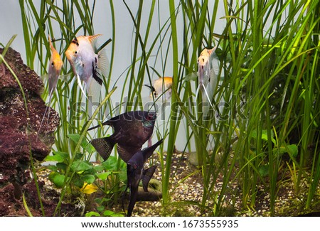 Fish, angelfish in high vallisneria in aquarium with stone