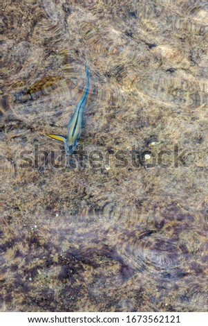 Coral under clear water. Abstract marine background. Blurry. marine background. vertical photo