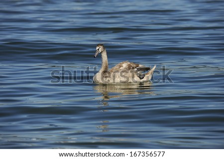 swan on blue lake water in sunny day, swans on pond