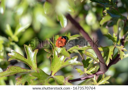 Ladybug on plantin in nature