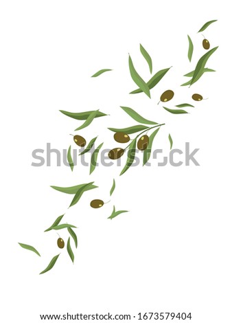 Dynamically falling green olives on a twig and individual fruits and leaves. Preparation for the processing of ingredients for the manufacture of cosmetic and food products. Vector image.