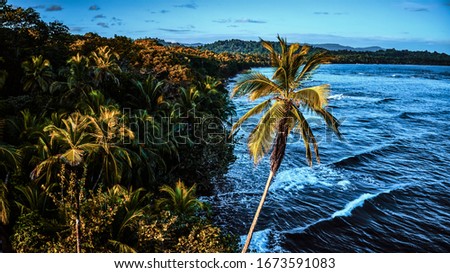Photo of a long palm tree growing on the sandy and sunny tropical beach near the transparent turquoise ocean