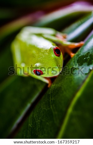 Frog in the jungle, vivid colors