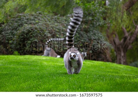 cute lemur with raised tail walking on the lawn