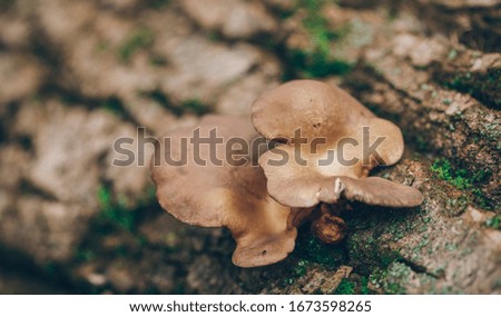 Beautiful closeup of forest mushrooms. 