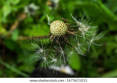 The almost depleted seed head of the dandelion flower.  