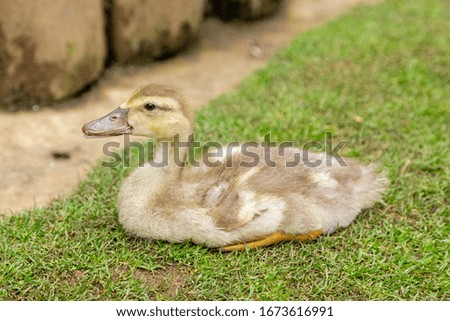 Cute chicks of ducks lying in the grass resting