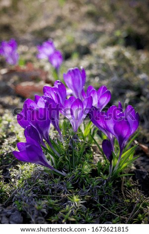 Spring background with beautiful violet crocuses in the garden. Cinema filter toned photo.