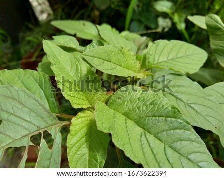 Green spinach (Amaranthus spp., (Spinacia oleracea) in the nature background. Its leaves are a common edible vegetable consumed either fresh, or after storage using preservation techniques by canning.