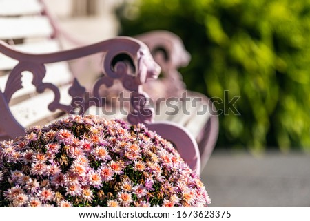 Pastel pink purple colorful flowerpot flowers potted plant and painted bench closeup on sunny day in Virginia