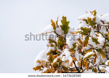 Aspen, Colorado rocky mountains and colorful of autumn foliage on oak tree leaves with snow covering closeup isolated against sky