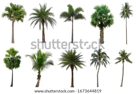 Collection Beautiful coconut and palm trees Isolated on white background , Suitable for use in architectural design , Decoration work , Used with natural articles both on print and website. Royalty-Free Stock Photo #1673644819