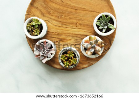 Various Succulents in Small Pots on Round Wooden Tray on Marble Background - top view, flat lay, blank space, minimal design