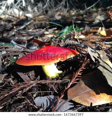 Close-up of a Mushroom in the coastal California Redwoods