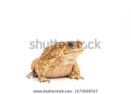 Asian Toad (Duttaphrynus melanostictus) isolated on white background. (This has clipping path)