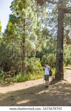 A young traveler in a cap with a backpack stands in the shade of a pine tree and takes pictures. Pine tree forest with dry pine leafs needles carpet near the Volcano Arenas Negras. Tenerife.