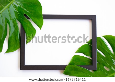 Picture Frame with part of fresh green jungle monster Leaves on White Background with copy space in Summer composition concept