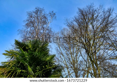 tree and blue sky, 