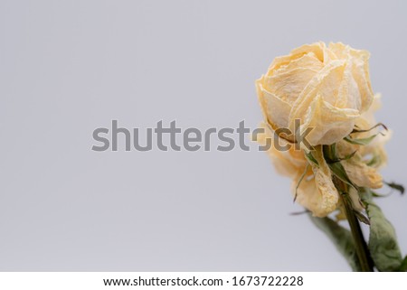 Dry rose on  white background